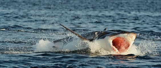 Obraz premium Great White Shark (Carcharodon carcharias) in an attack 