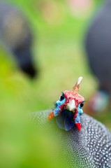 The portrait of helmeted guineafowl