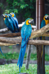 Blue-and-Yellow Macaw (Ara ararauna), also known as the Blue-and