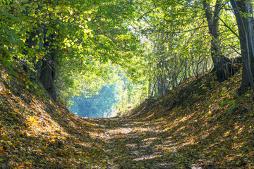 Early autumn forest road