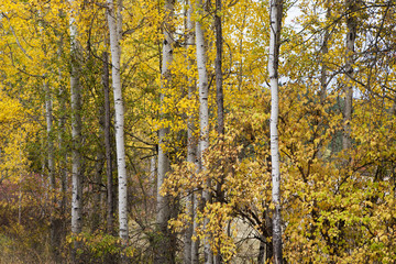 Birch trees and yellow leaves.