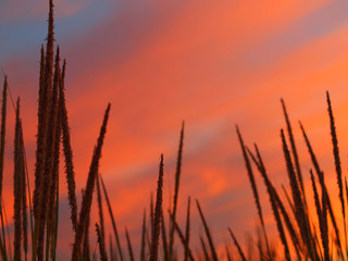 Golden and Pink Sunset at the Beach with Tall Grass in the Wind
