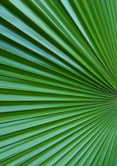 Obraz premium Texture-leaf