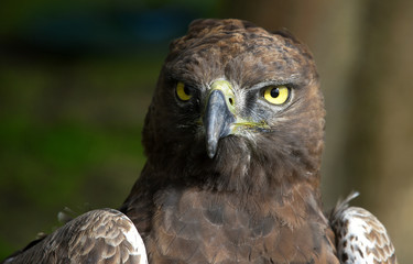 Close-up photo of a Martial Eagle.