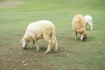 Sheep eating grass in field