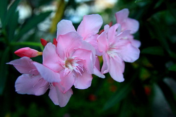 Fototapeta na wymiar Flower varieties, but it has its own beauty.