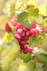 Bunches of ripe grape on plantation closeup