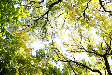 Beautiful autumn tree twigs
