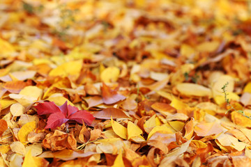 Beautiful autumn leaves