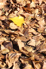 Beautiful autumn leaves