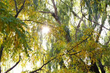 Beautiful trees in park
