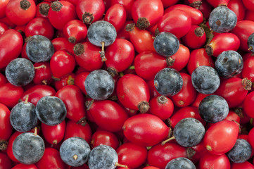 dog rose hips&black thorn berries - DSC1573-1575