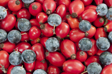 dog rose hips&black thorn berries - DSC1607