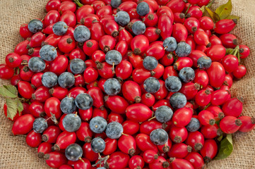 dog rose hips&black thorn berries on jute - DSC1590
