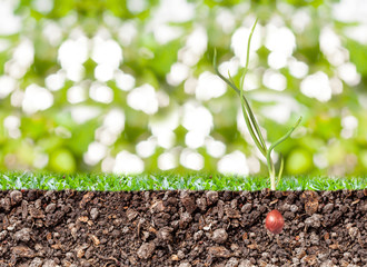 red onion growing with grass and green background