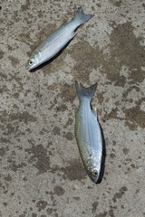 Fish,Flathead mullet, Grey mullet, Striped mullet
