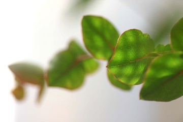 光の当たった葉っぱ