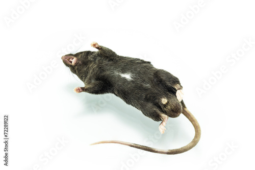 Dead Rat Stock Photo And Royalty Free Images On Fotolia Com Pic