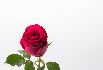 Fototapeta premium red rose