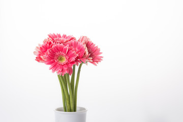 Pink gerbera flower