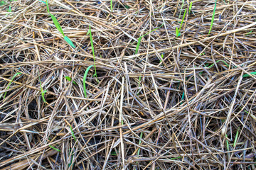 dry grass as background