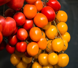 Freshly picked organic tomatoes