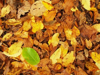 Autumn park ground with autumn leaves, colorful maple leaves