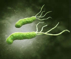 Fototapeta premium HELICOBACTER PYLORI