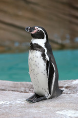 Fototapeta premium フンボルトペンギン