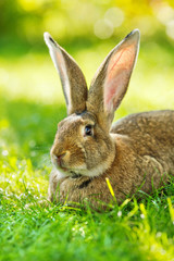 Brown rabbit sitting in grass