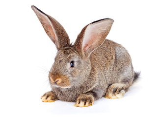Brown rabbit sitting on white