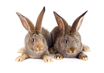 Two brown rabbits sitting