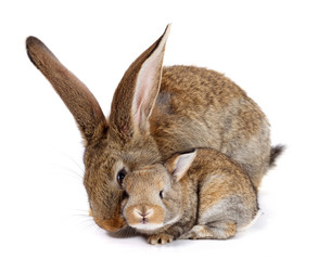 Mother rabbit with newborn bunny