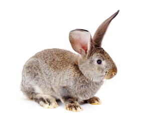 Brown rabbit on white background