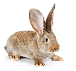 Brown rabbit on white background