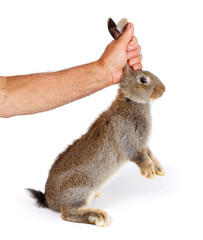 Man's hand holding a young brown rabbit