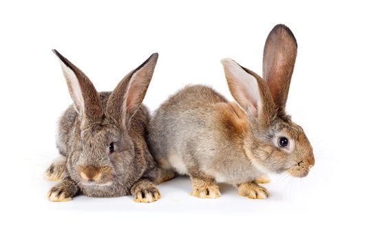 Two brown rabbits sitting