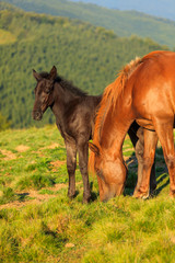 Wild horse and foal on the hill