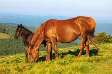 Fototapeta na wymiar Wild horse and foal on the hill