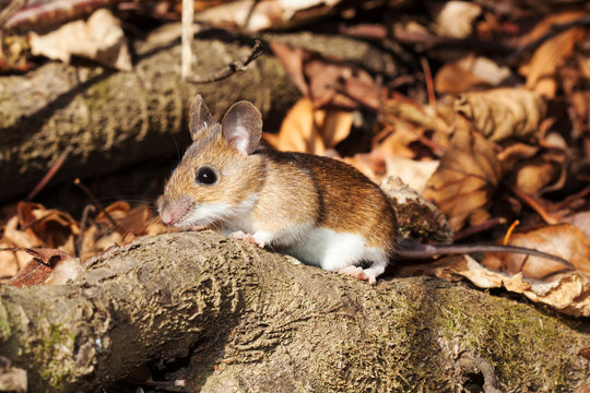 White footed mouse in spring