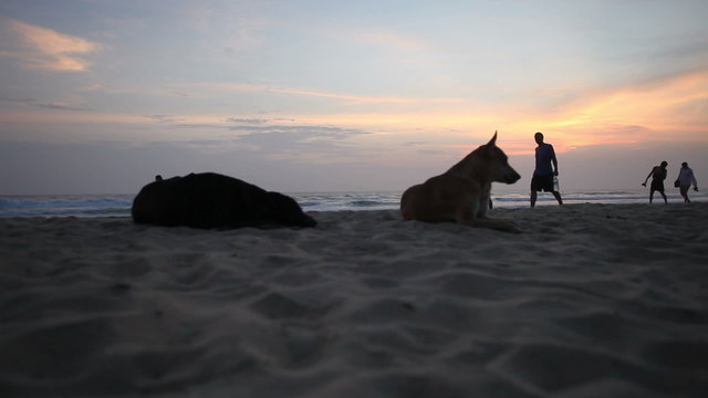 dogs and people silhouettes at sunset on the beach by the ocean