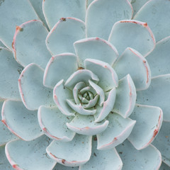 Succulent Echeveria