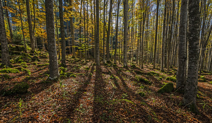 Obraz premium autumnal forest