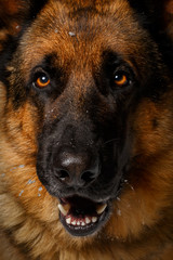 close-up German shepherd