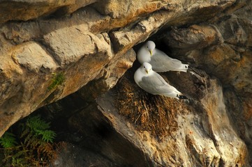 Mewa, Larus argentatus, w gnieżdzie