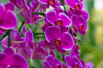 Fototapeta na wymiar Orchids in the garden (Phalaenopsis Hybrid)