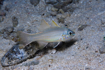 Poisson apogon