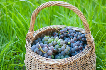 basket with grapes
