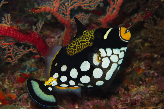 Poisson baliste clown