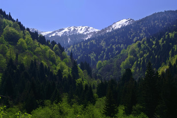 Georgia mountains in summer time